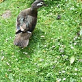 Carolina or Wood Duck-female.jpg