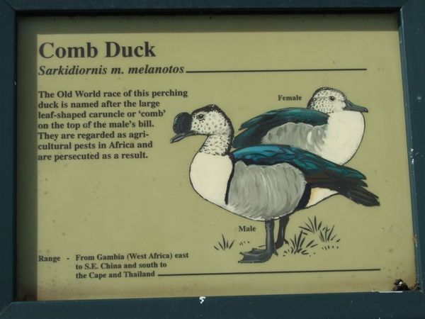 Comb Duck.jpg