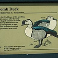 Comb Duck.jpg