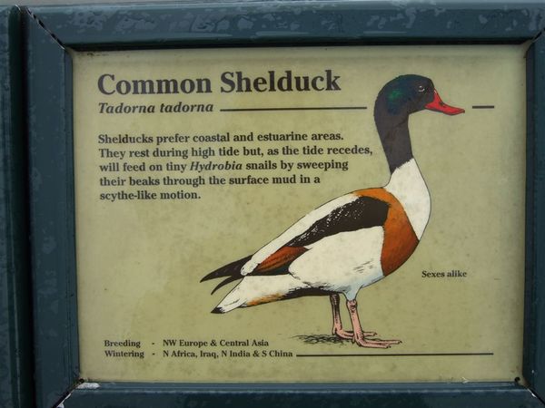 Common Shelduck.jpg