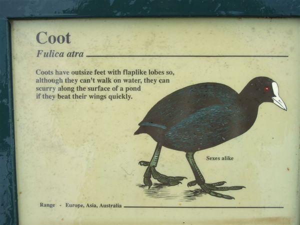 Coot.jpg