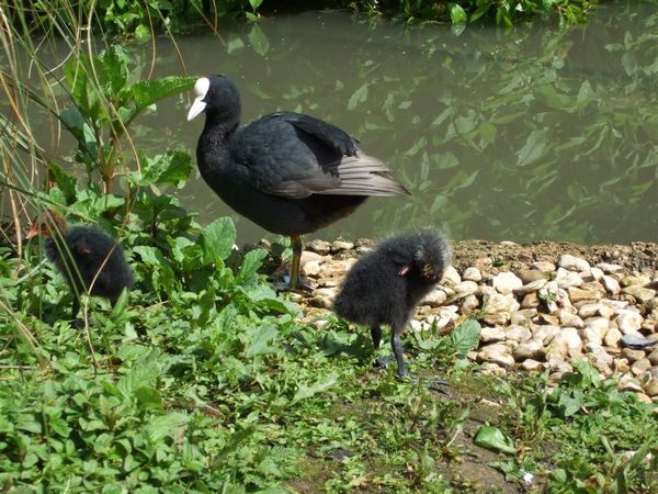 Coot and babies 1.jpg