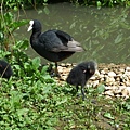 Coot and babies 1.jpg