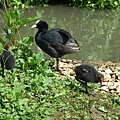 Coot and babies 2.jpg