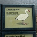 Coscoroba Swan.jpg