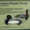 European Greater Scaup.jpg