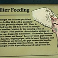 Filter Feeding.jpg