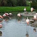 Flamingo.jpg