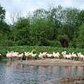 flamingo 1.jpg