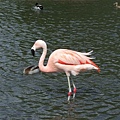 flamingo 2.jpg
