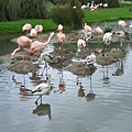 flamingo 3.jpg
