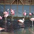 flamingo 4.jpg