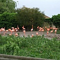 flamingo 5.jpg