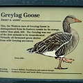 Greylag Goose.jpg