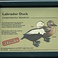 Labrador Duck.jpg