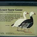 Lesser Snow Goose.jpg