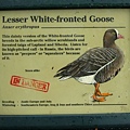 Lesser White-fronted Goose.jpg