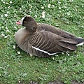 Lesser White-fronted Goose 1.jpg