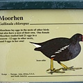 Moorhen.jpg