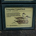 Patagonian Crested Duck.jpg