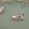 Patagonian Crested Duck 1.jpg