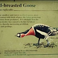 Red-breasted Goose.jpg