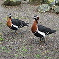 Red-breasted Goose 1.jpg