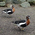 Red-breasted Goose 2.jpg