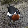 Red-breasted Goose 3.jpg