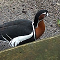 Red-breasted Goose 4.jpg