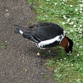 Red-breasted Goose 5.jpg