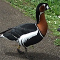 Red-breasted Goose 6.jpg