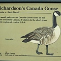 Richardson's Canada Goose.jpg