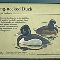 Ring-necked Duck.jpg