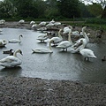 Swans.jpg