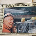 Big Pig-news about canaries.jpg