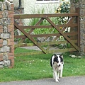 dog @ Weobley Castle 1.jpg