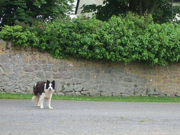 dog @ Weobley Castle 3.jpg