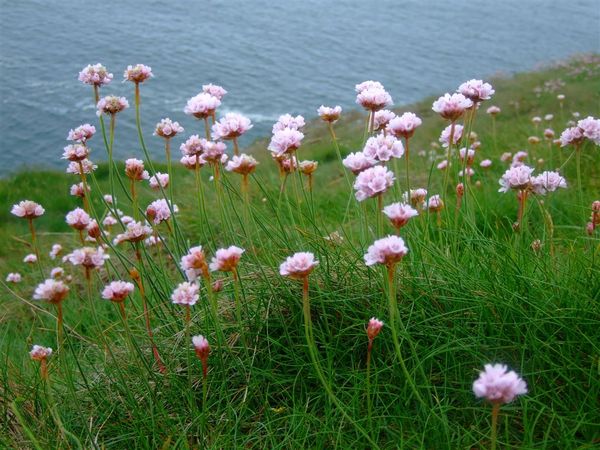 Gower flower 4.jpg