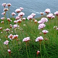 Gower flower 5.jpg