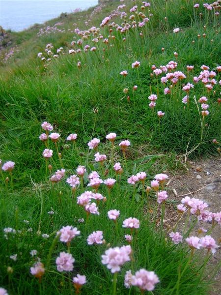 Gower flower 6.jpg