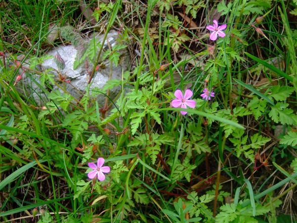 Gower flower 10.jpg