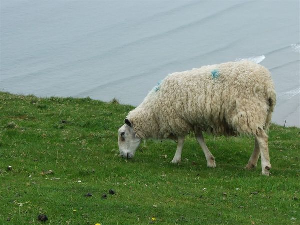 sheep @ Rhossili Bay 1.jpg