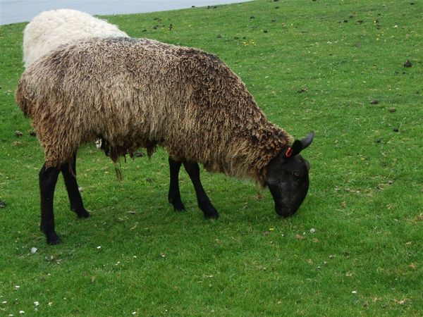 sheep @ Rhossili Bay 2.jpg