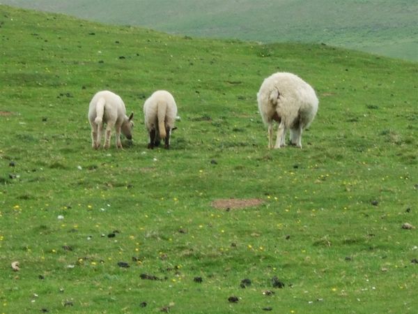 sheep @ Rhossili Bay 3.jpg