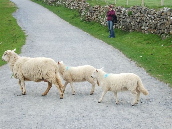 sheep @ Rhossili Bay 4.jpg