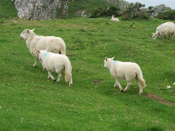 sheep @ Rhossili Bay 5.jpg