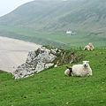 sheep @ Rhossili Bay 6.jpg