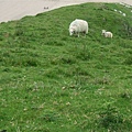 sheep @ Rhossili Bay 7.jpg