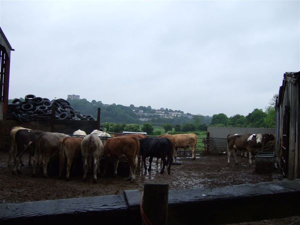 cows 1.jpg